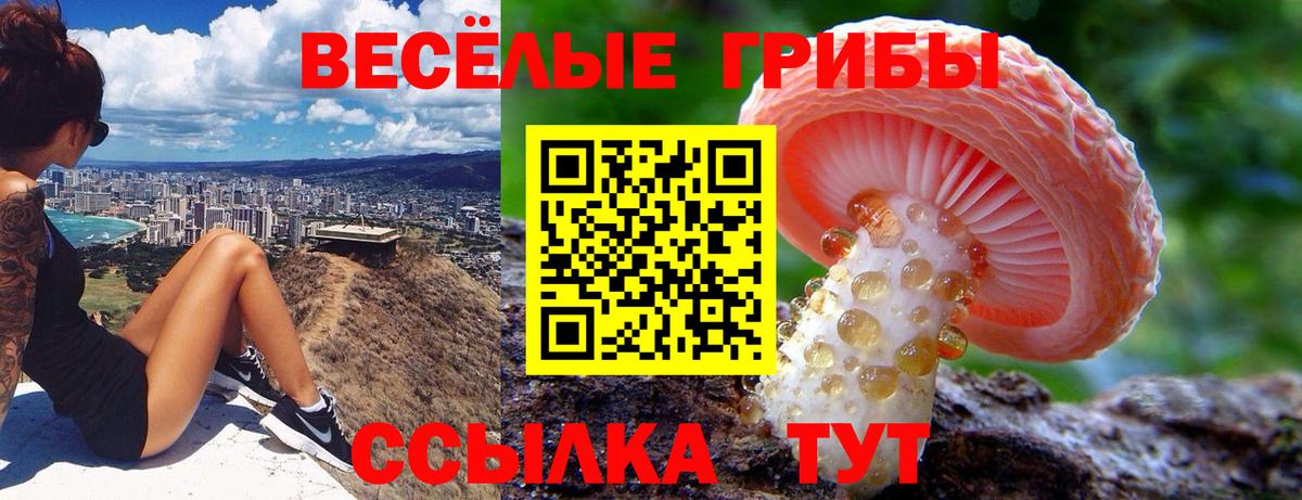 Псилоцибиновые грибы прущие грибы  Псилоцибиновые грибы GOLDEN TEACHER  Алушта  Вход с VPN 
